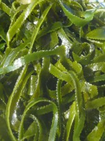 Салат из морской капусты:восполняем дефицит йода